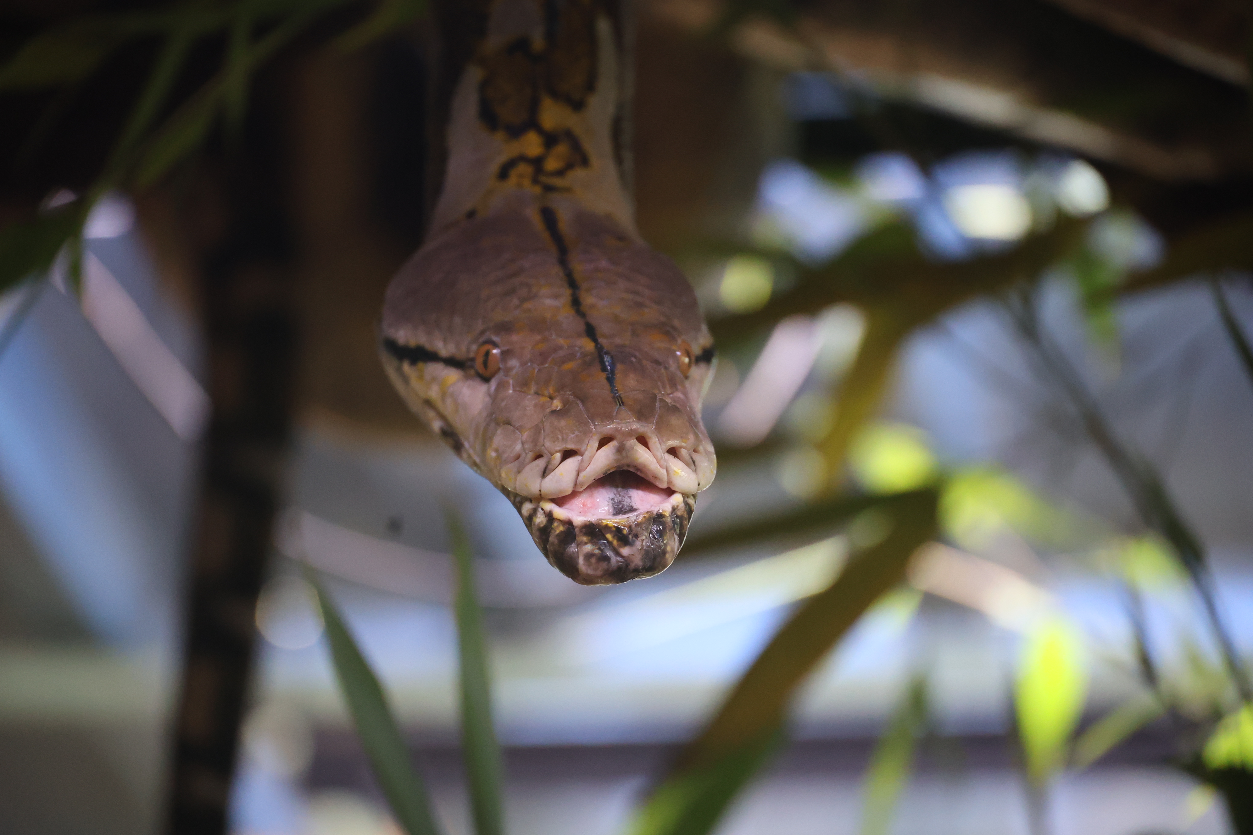 Ausgesetzte Rotwangenschildkröten