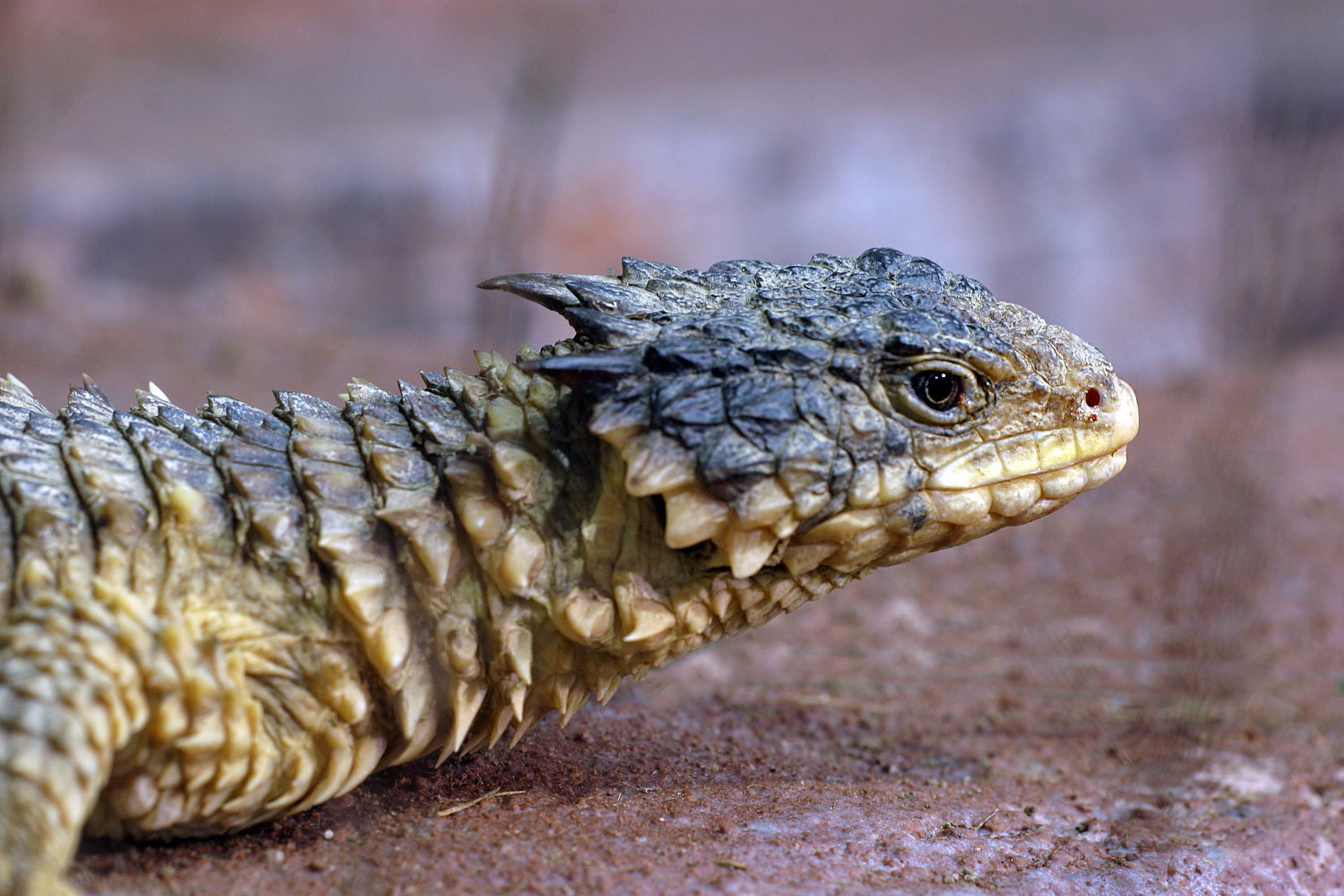 Stachelschwanzleguan im TerraZoo