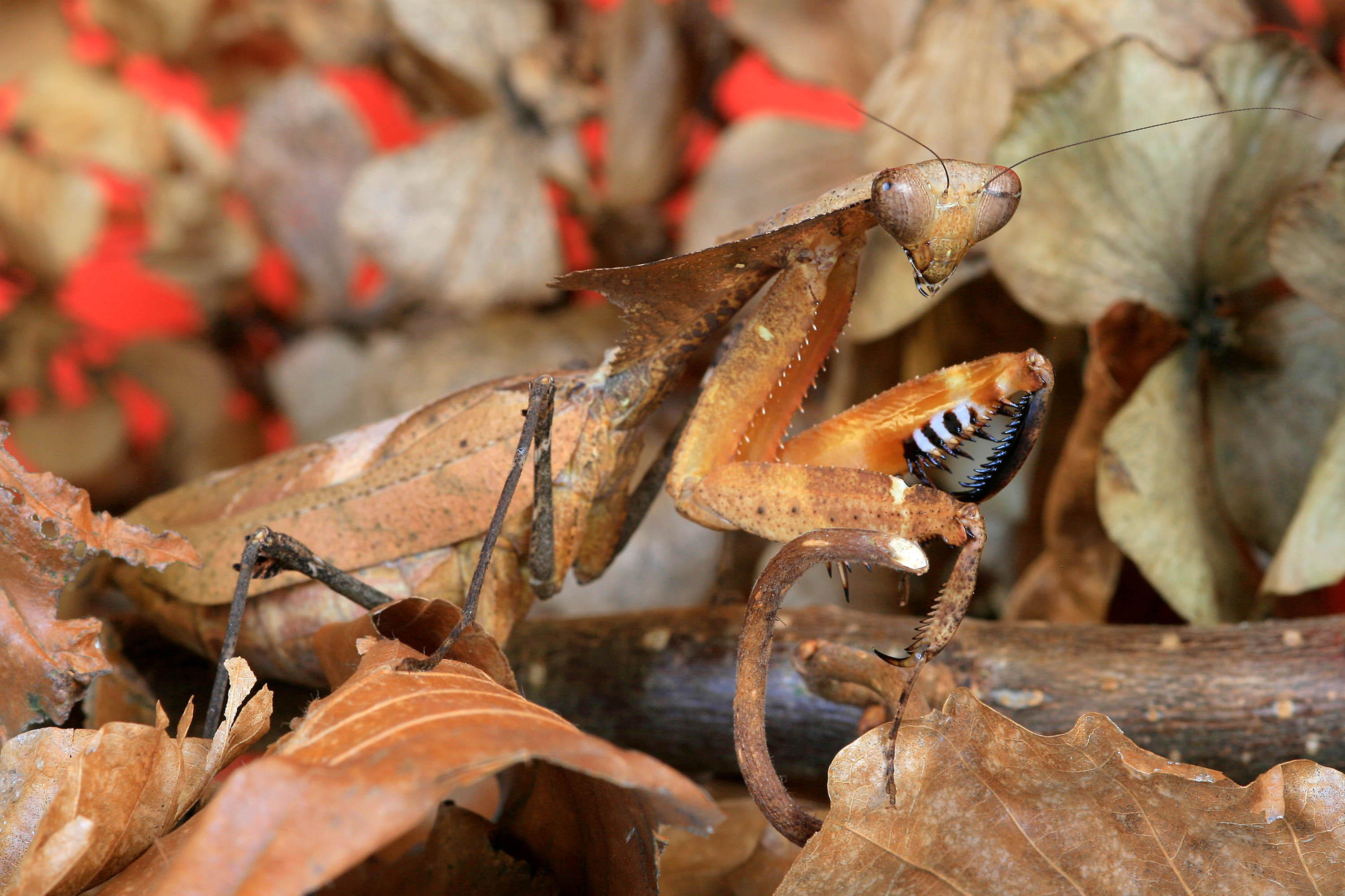 Insektennacht