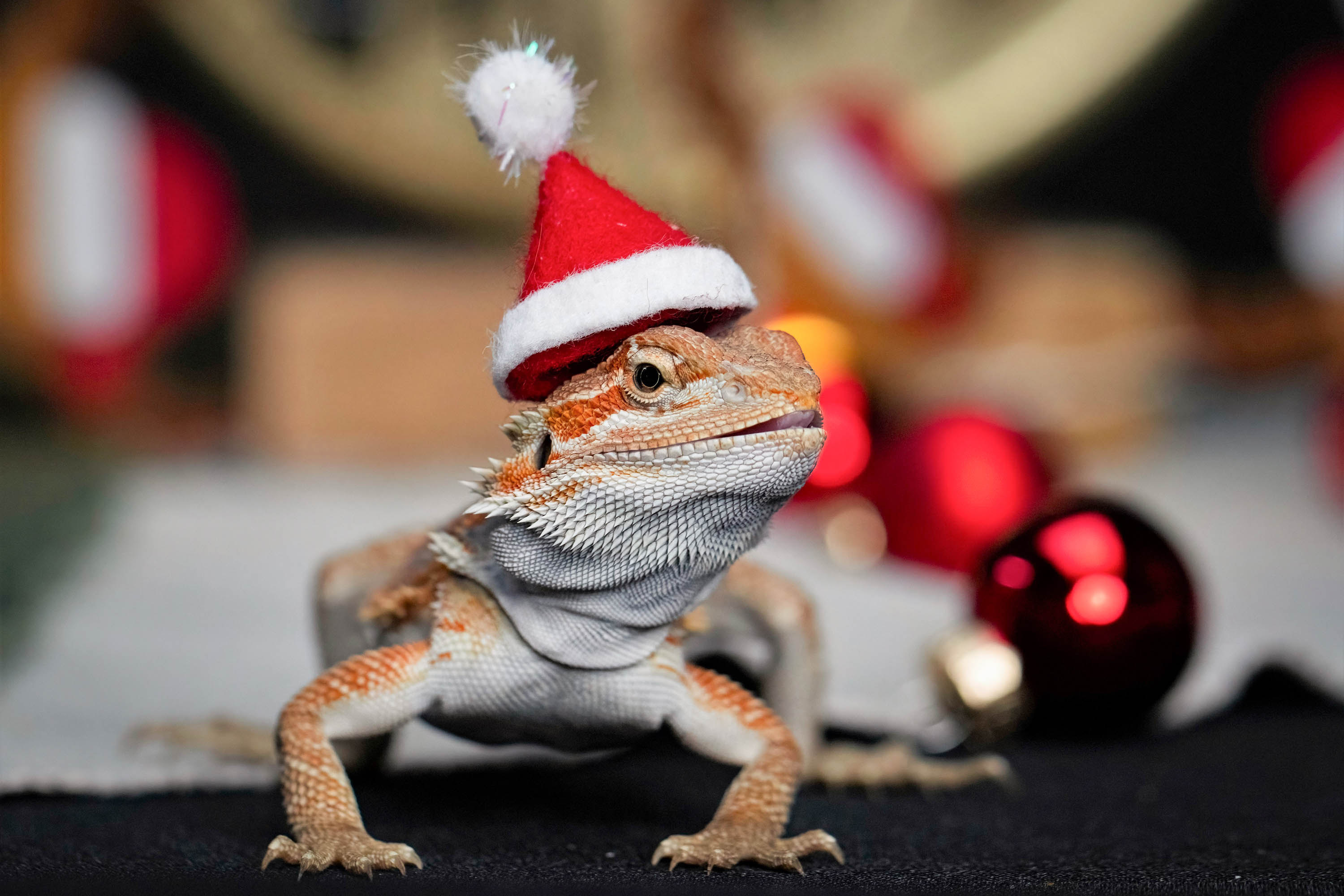 Bartagame ist der Nikolaus